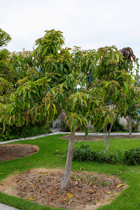 8U1A4864  Lemon Zest Mango Tree with New Growth at 2.23 PM (8-10-23)