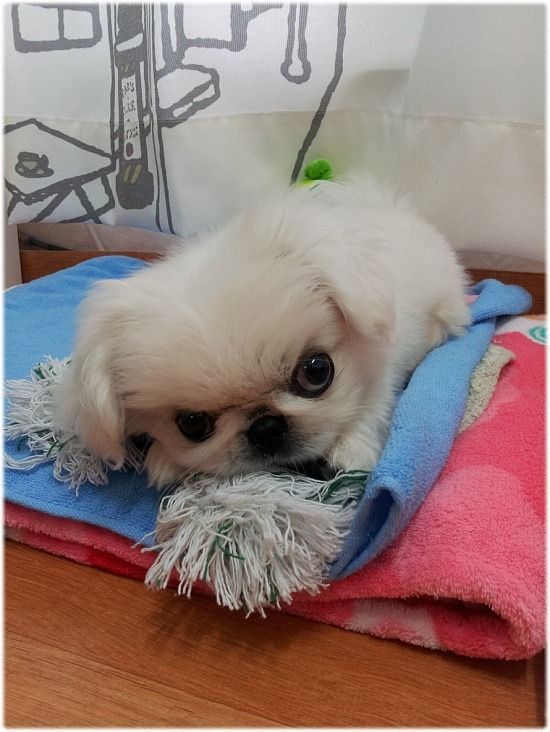 15 милых и очень недовольных детёнышей животных, которые явно не в духе