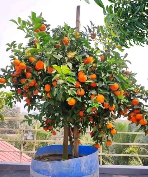 স্বাস্থ্যবান ও সবুজ চারা