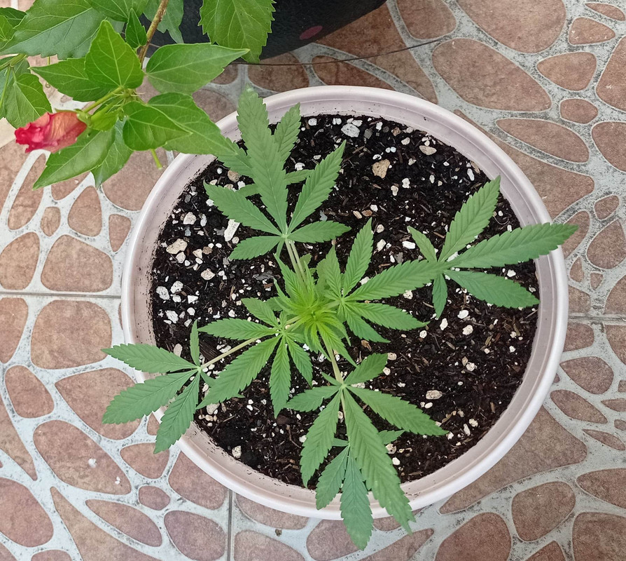 331754095_550299913562084_6594542011810536974_n