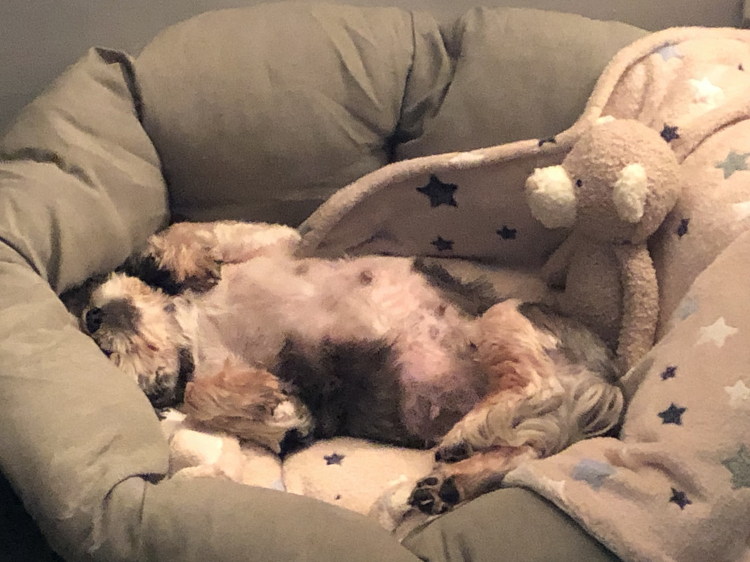 [Image: F750-D7-A8-DFD1-4-CCA-A79-E-6-CF68-EDF6738.jpg]