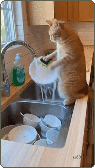 240326-chat-evier-vaisselle