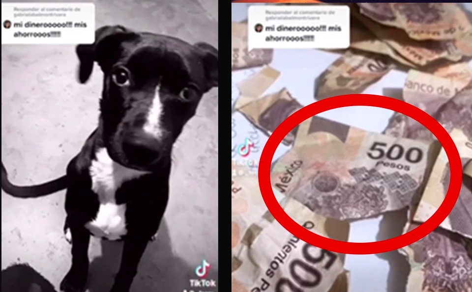 Perros se comen el aguinaldo de su dueña y su reacción se hace viral