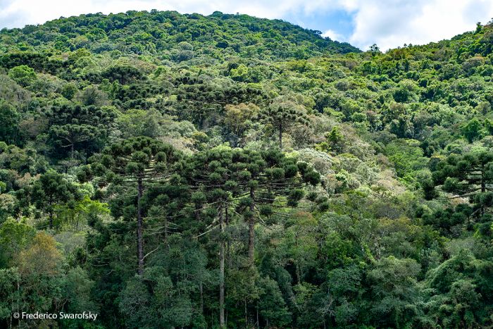 Trilhas no Parque Serra da Baitaca