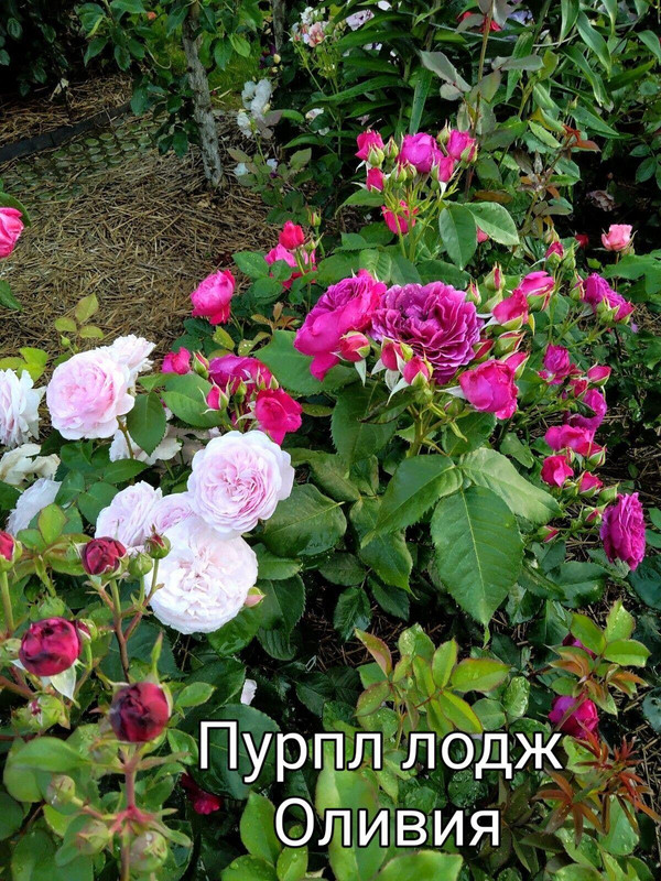 IMG_20250304_110621
