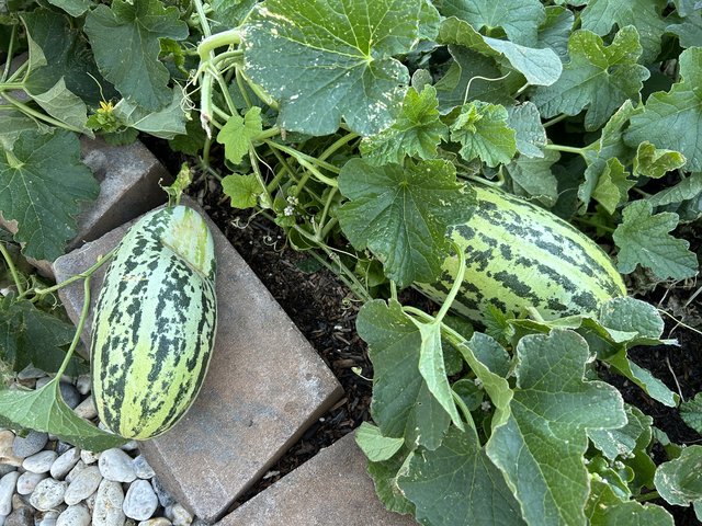 [Image: IMG-1285.jpg]