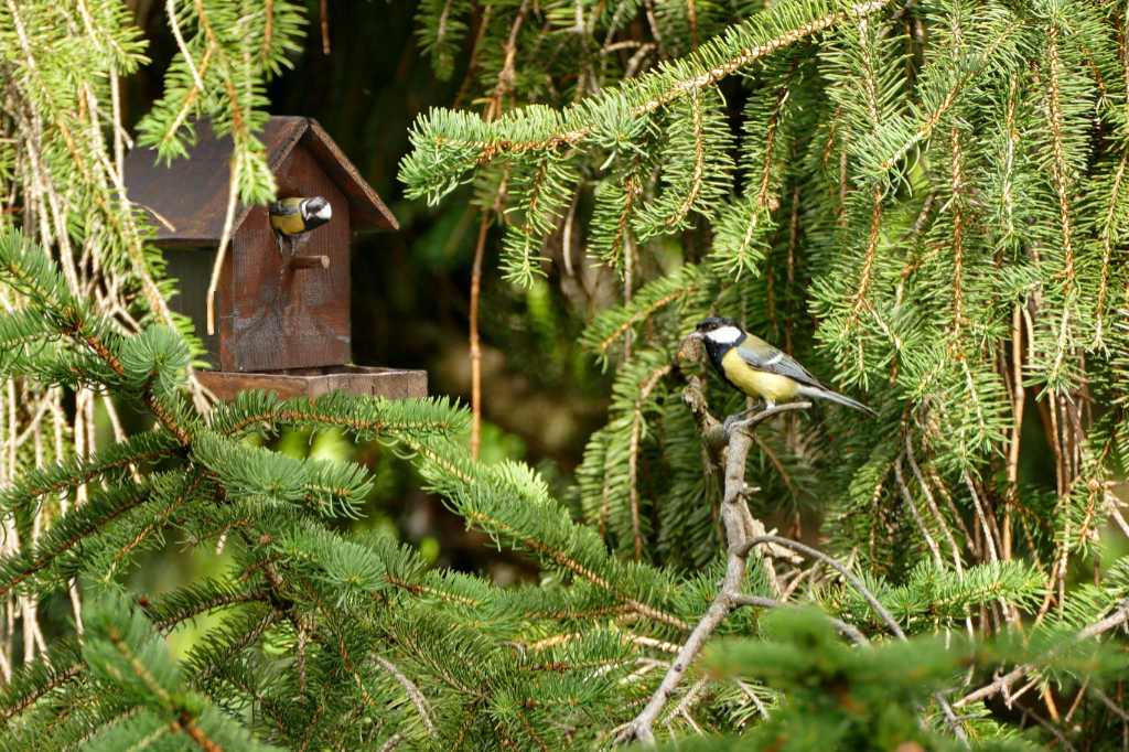 M-sange-redimensionn-e af