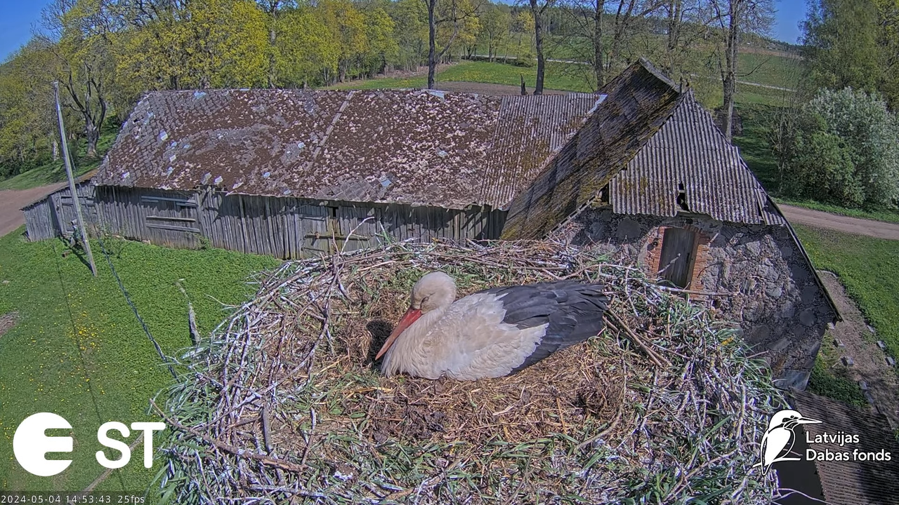 Baltie stārķi (Ciconia ciconia) Tukuma novadā - LDF tiešraide __ White storks in Tukums, Latvia 5-54