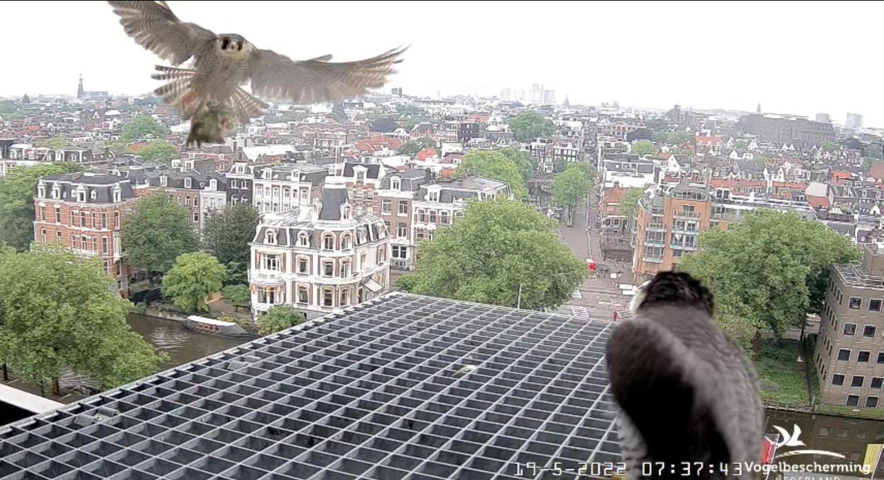 Amsterdam/Rijksmuseum screenshots © Beleef de Lente/Vogelbescherming Nederland - Pagina 3 Video-2022-05-19-073924-Moment
