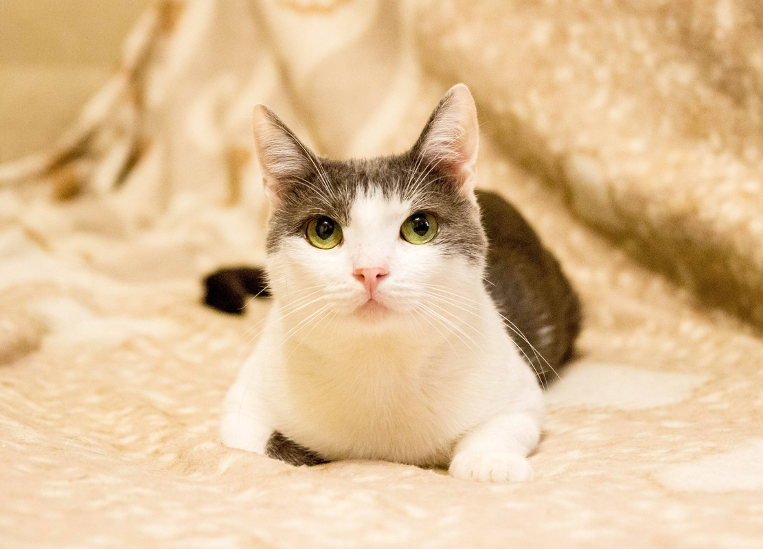 бело-серая-1-17