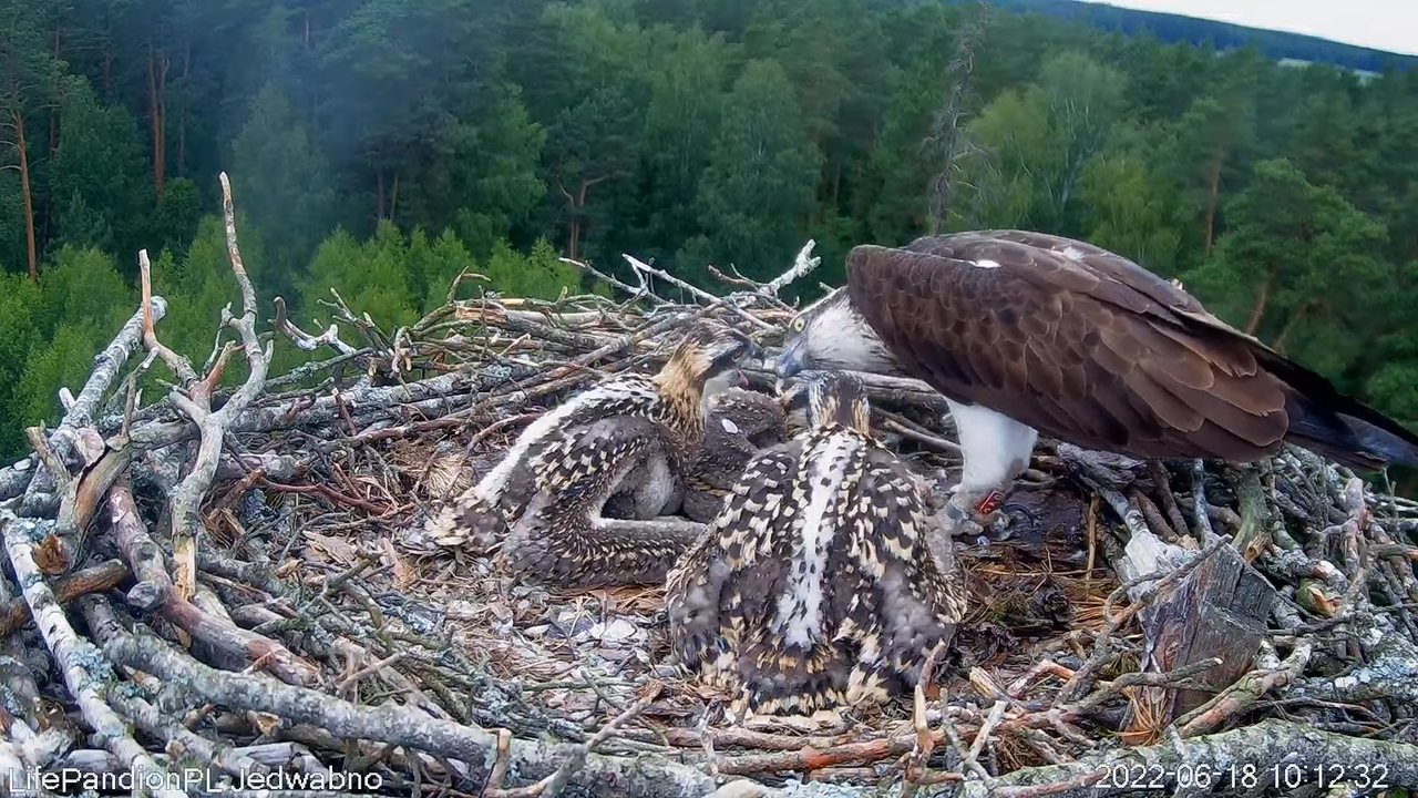 Rybołowy Online Puszcza Napiwodzko-Ramucka _ Ospreys Online in Napiwodzko-Ramucka Forest 1-33-42 scr