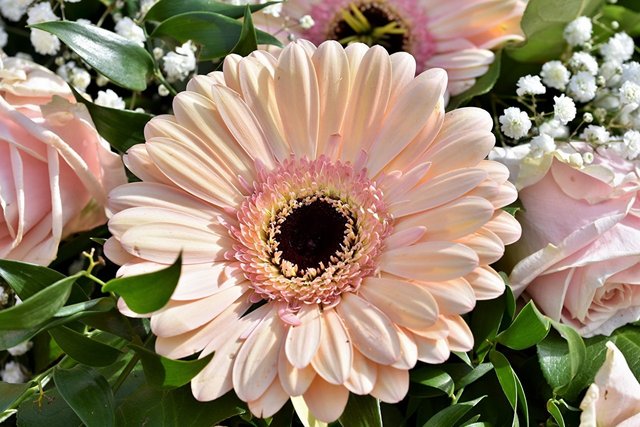 1635275374-35-mykaleidoscope-ru-p-rozovaya-gerbera-tsveti-47