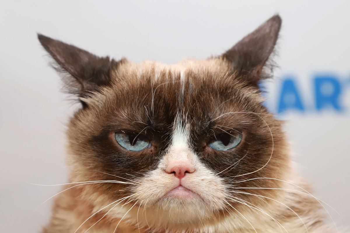 Grumpy Cat 2