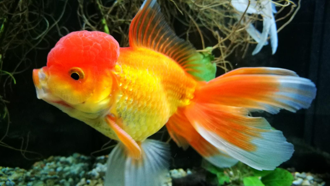 IMG-20190112-163109 (Grande)