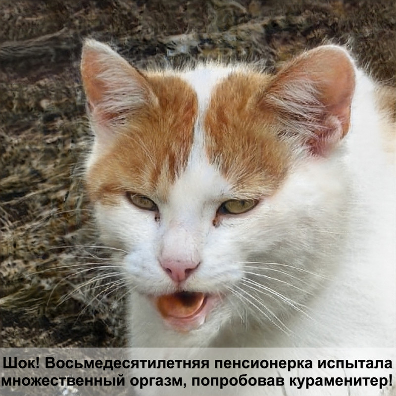 породы белых котов