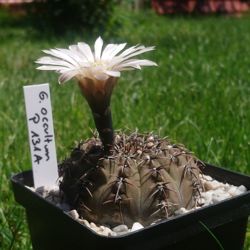 Gymnocalycium occultum P 131A nr 7