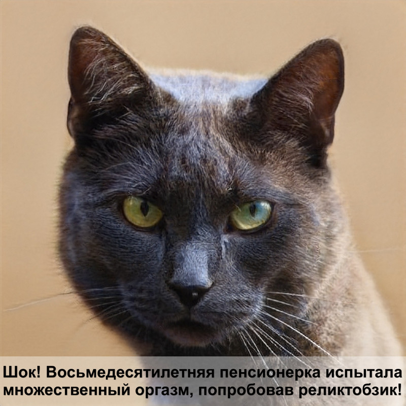 лысые кошки фото