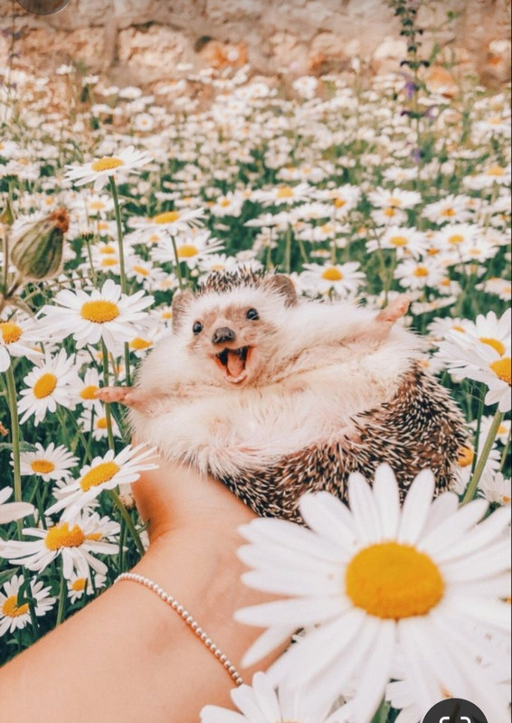 Screenshot_20240402_230818_Pinterest