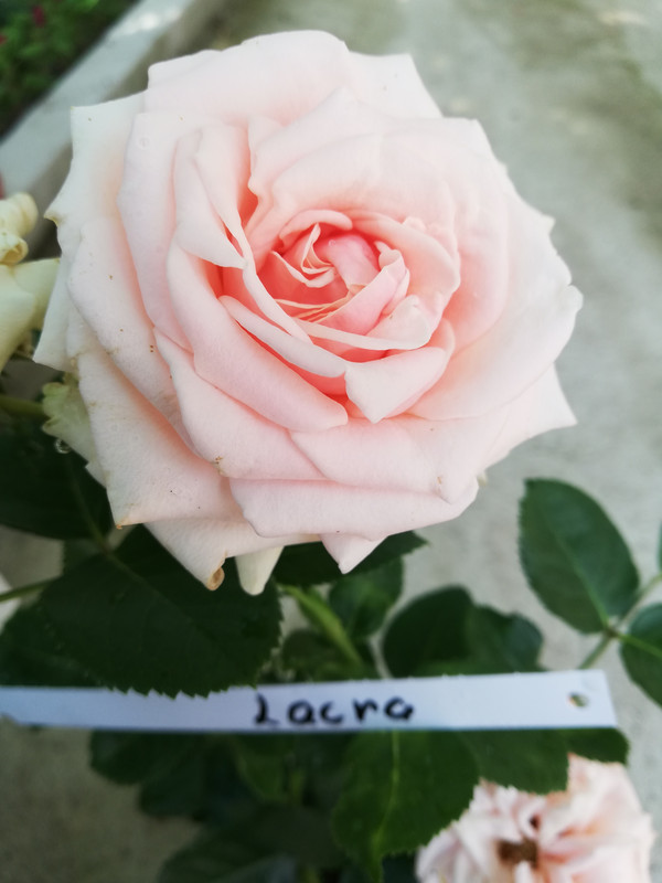 IMG_20190709_100808