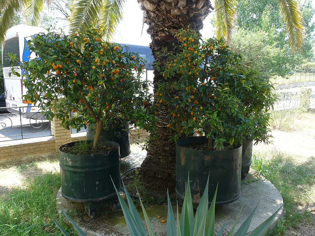 kumquat-tree-in-containers.jpg