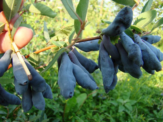 sladkoplodnaja,