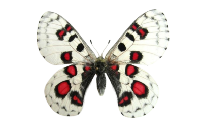 butterfly butterfly