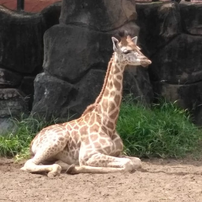 Jerapah di Maharani Zoo.