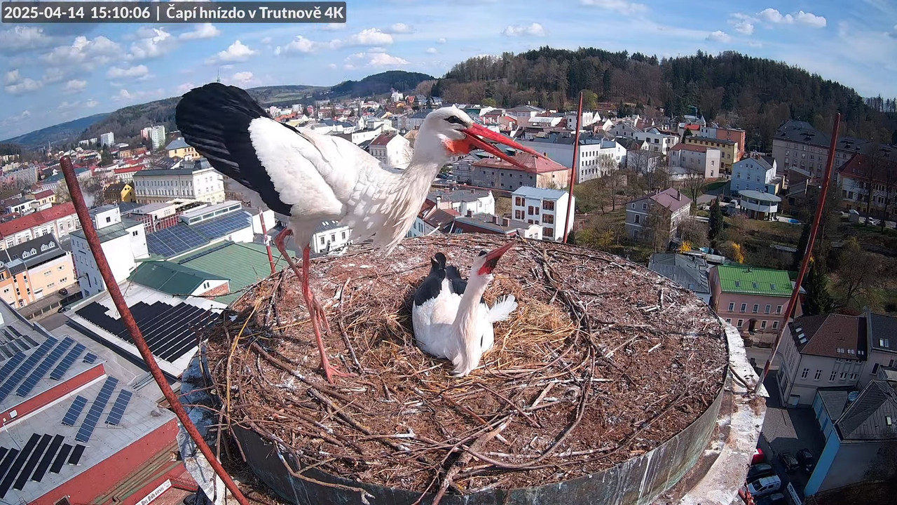Živě z čapího hnízda na pivovarském komíně v Trutnově 11-1-22 screenshot