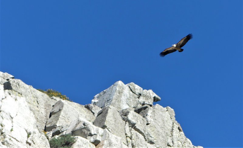 PARQUE NACIONAL DE MONFRAGÜE-2020/2023 - EXTREMADURA Y SUS PUEBLOS -2010-2023 (90)