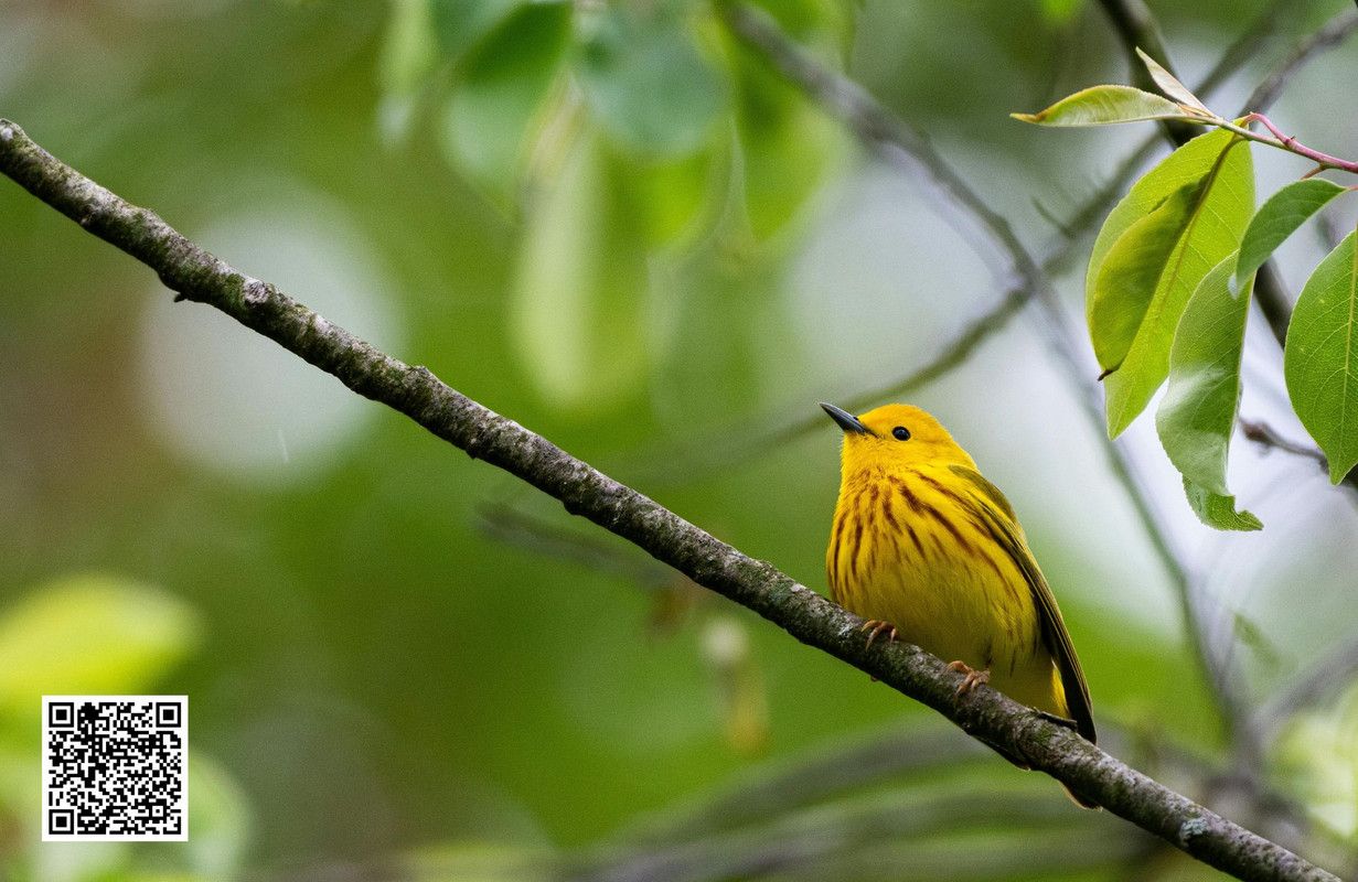 Why Birders Love Spotting the MacGillivray’s Warbler?