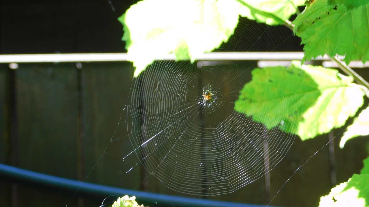 Август дачный кукольный 2023 080