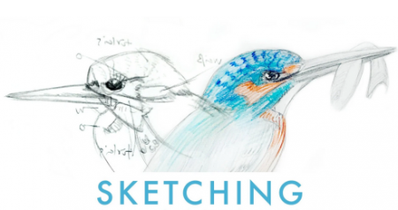 Sketching Fundamentals – Learn Basic Drawing Techniques for Nature