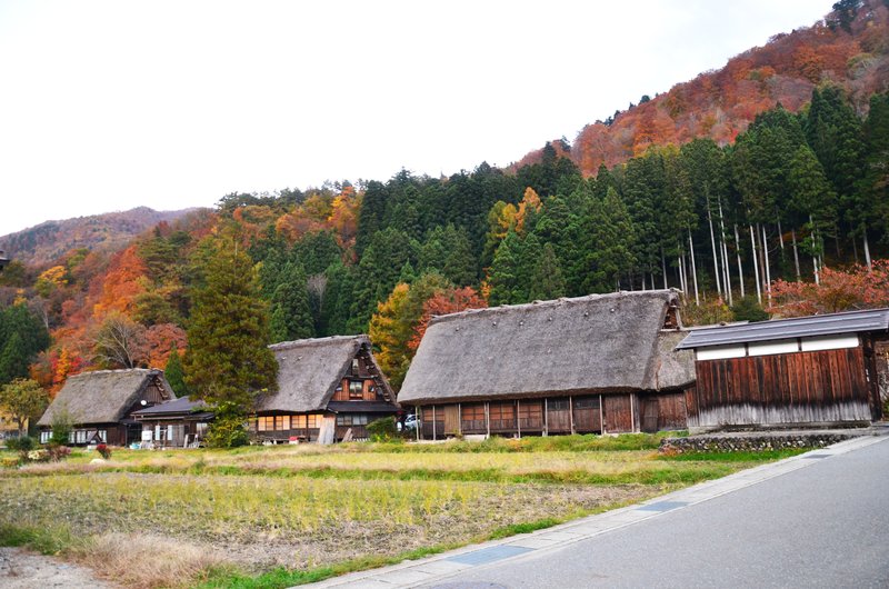 Aldea Histórica de Shirakawa-Go-14-11-2024 - Japón y sus Pueblos-2024 (18)