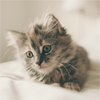 Cute-B-6
