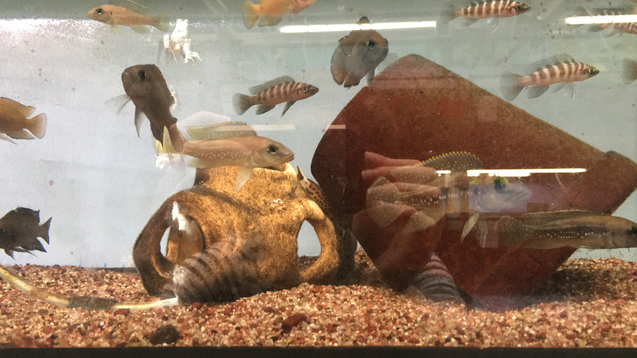 46035EDD-AD68-4330-88C0-922B43167339