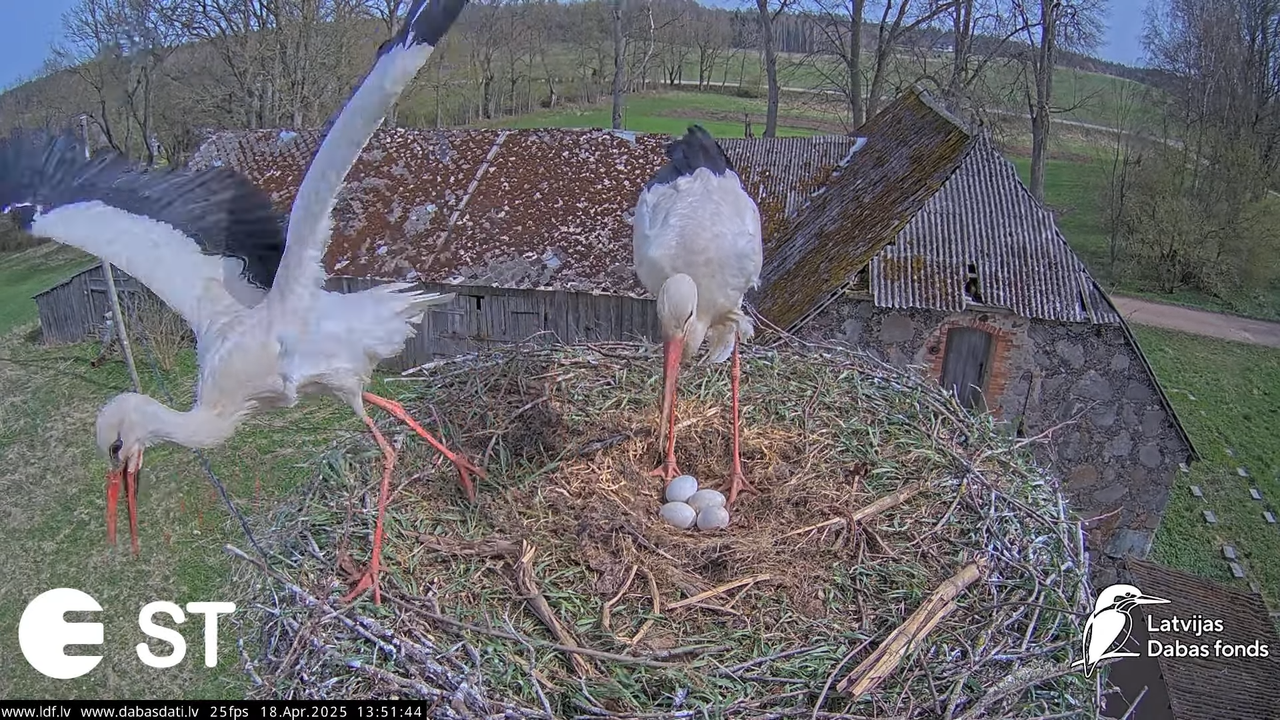 (23) Baltie stārķi (Ciconia ciconia) Tukuma novadā __ White storks in Tukums, Latvia - YouTube - 906