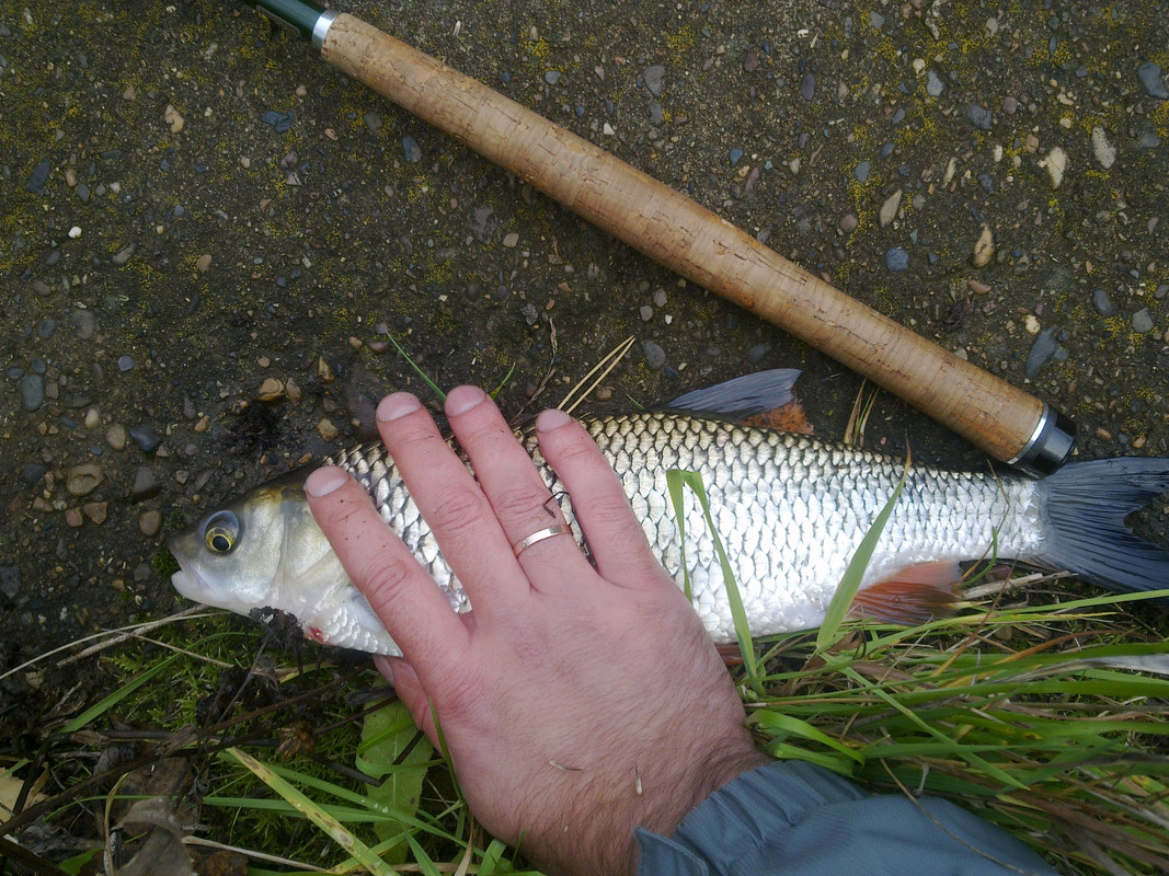 Денис. Голавль