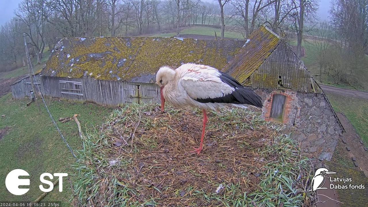 Baltie stārķi (Ciconia ciconia) Tukuma novadā - LDF tiešraide __ White storks in Tukums, Latvia 10-1