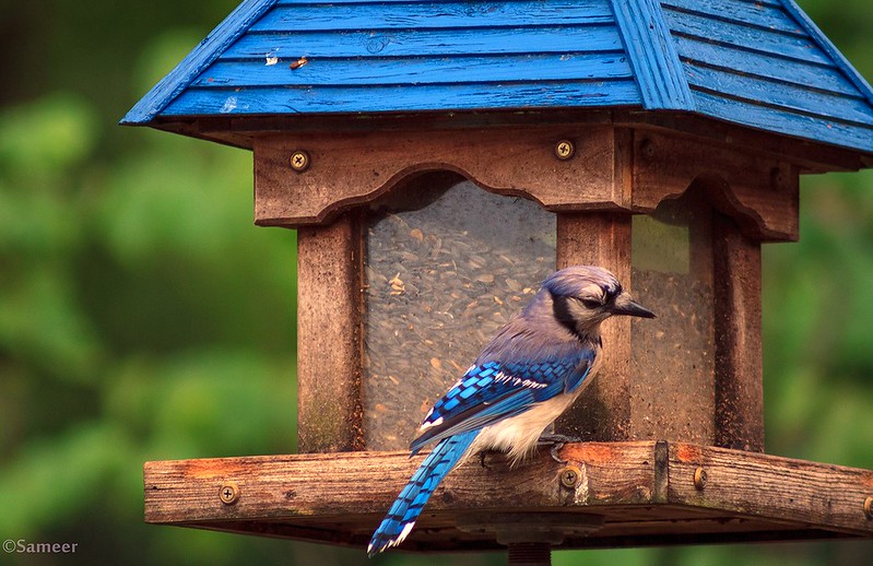 bluebirdandnestingbox.jpg