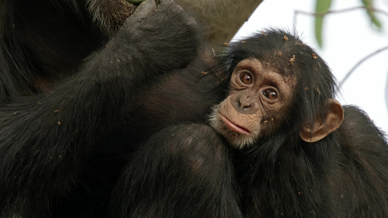 Life Story (2014) - S01E01 - First Steps (1080p BluRay x265 Sile