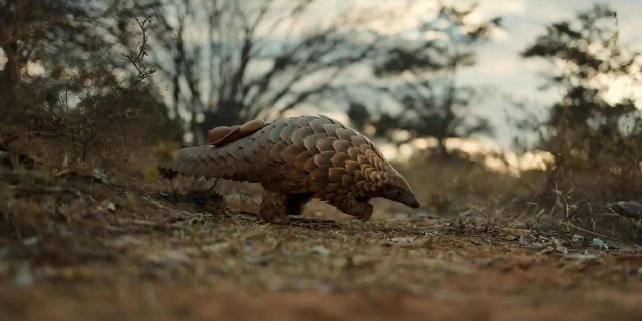 Pangolin: Kulu's Journey 2025 WebRip [Hindi + English] 480p, 720p ESub Screenshot