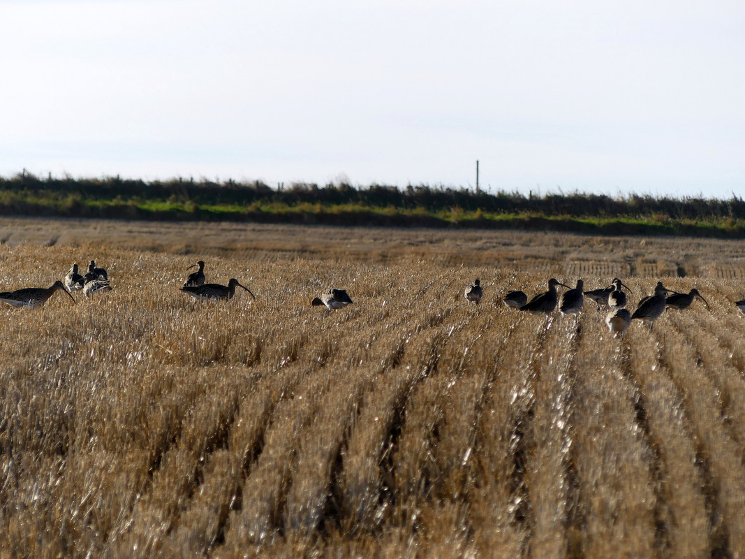 CURLEWS 1