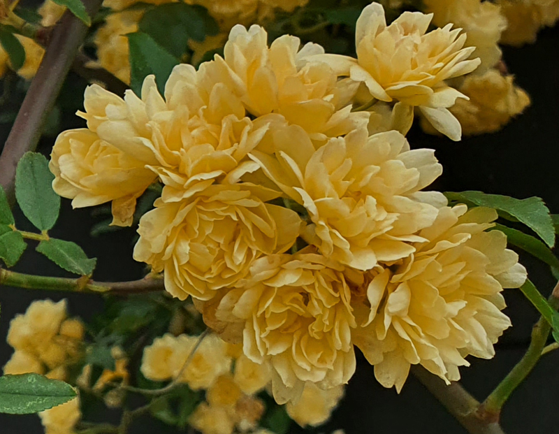 [Image: 20240429-135759.jpg]