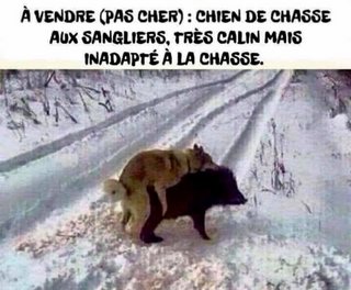 Humours - Page 5 Chien-de-chasse-2