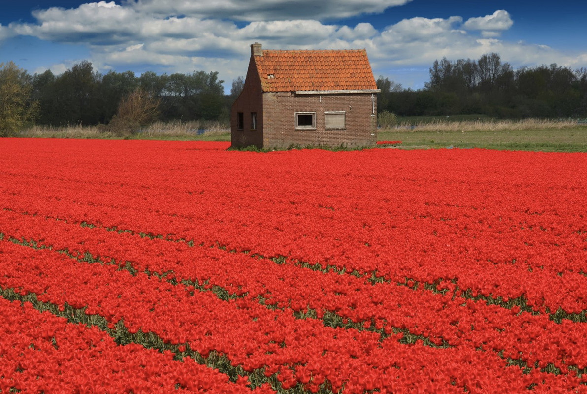 redtulipsholland.jpg