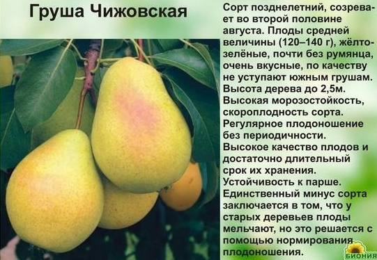 Чижовская описание сорта фото отзывы Кострома - Тема "Обрезка груши сорта "Чижовская