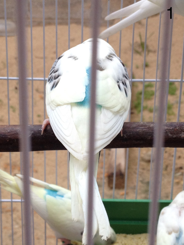 صورة