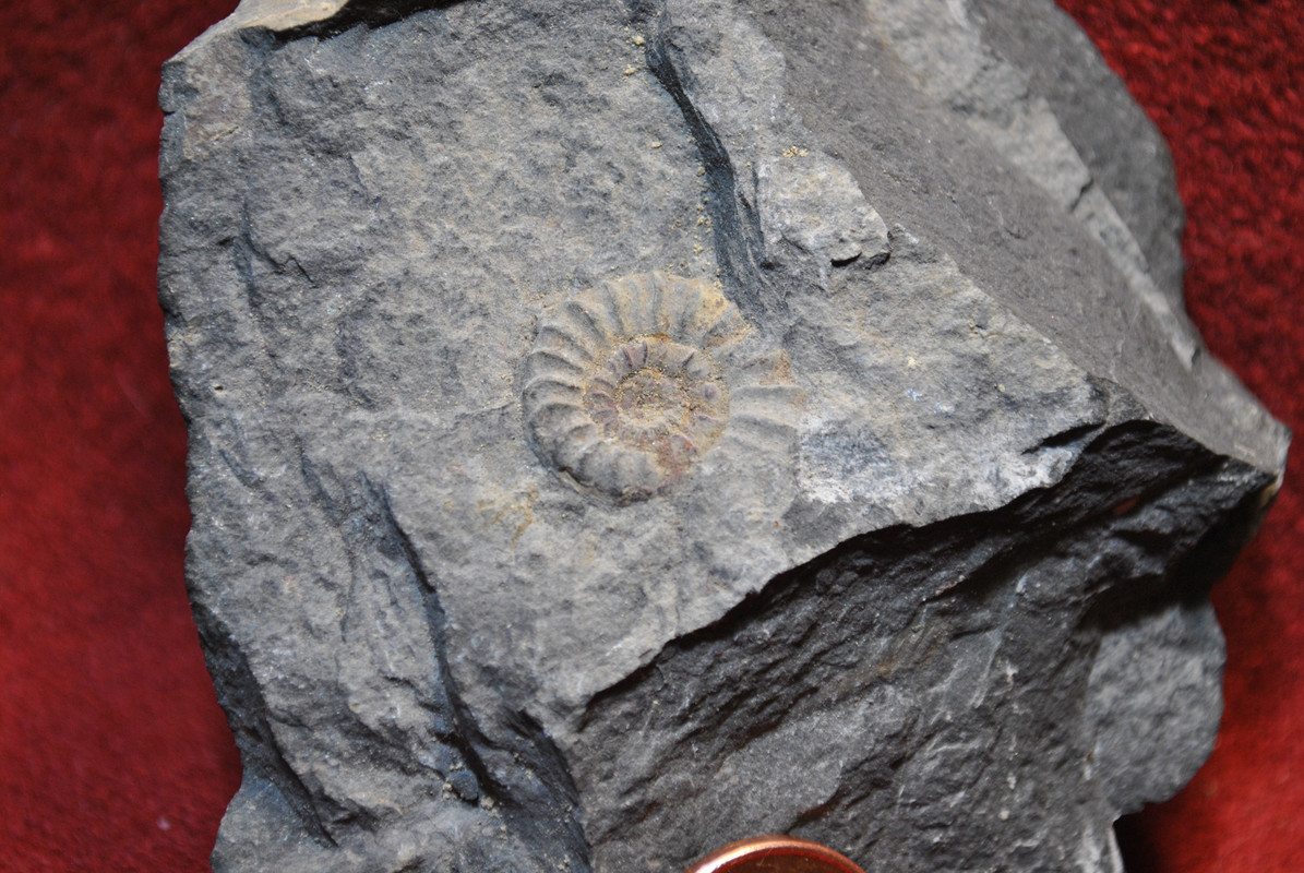 Ammonites de l jurasico 0438-A-Aegoceras-lataecosta