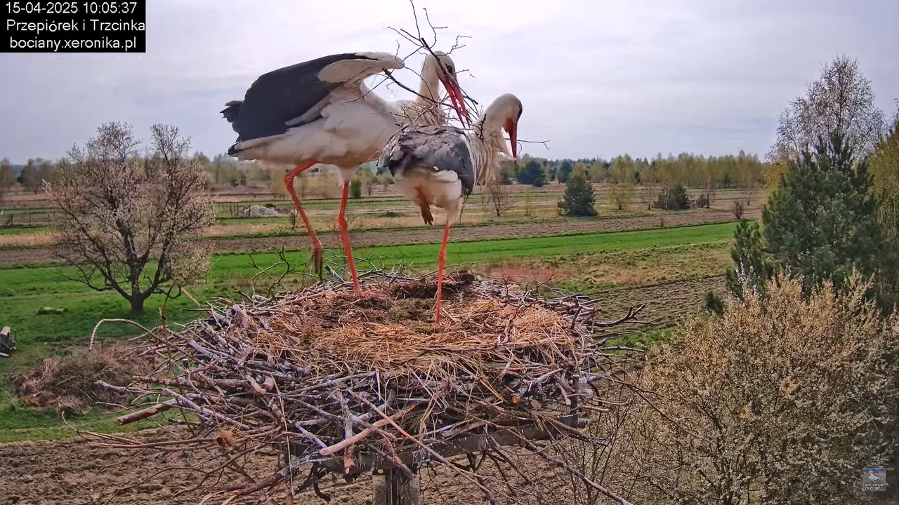 15042025bociany10