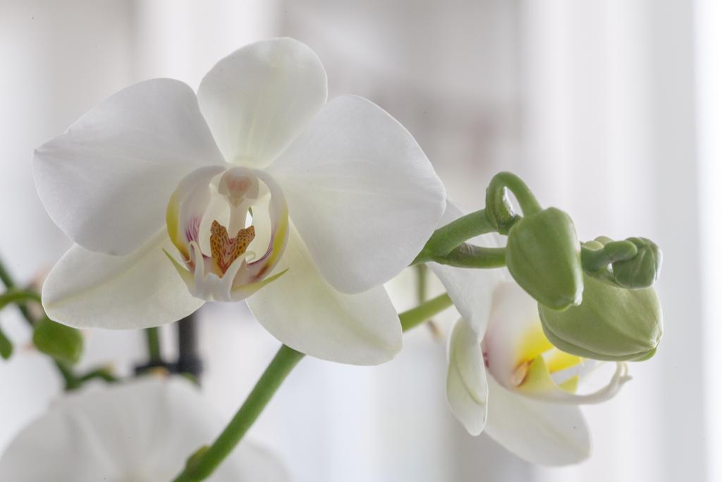 [Bild: Orchidee-4-von-4.jpg]